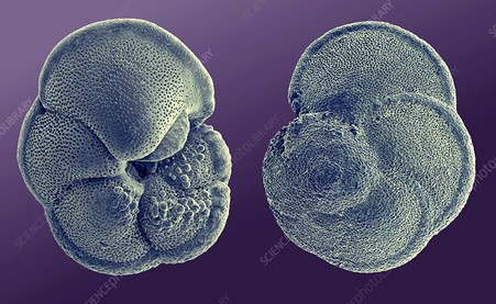 Fossil Analysis 5